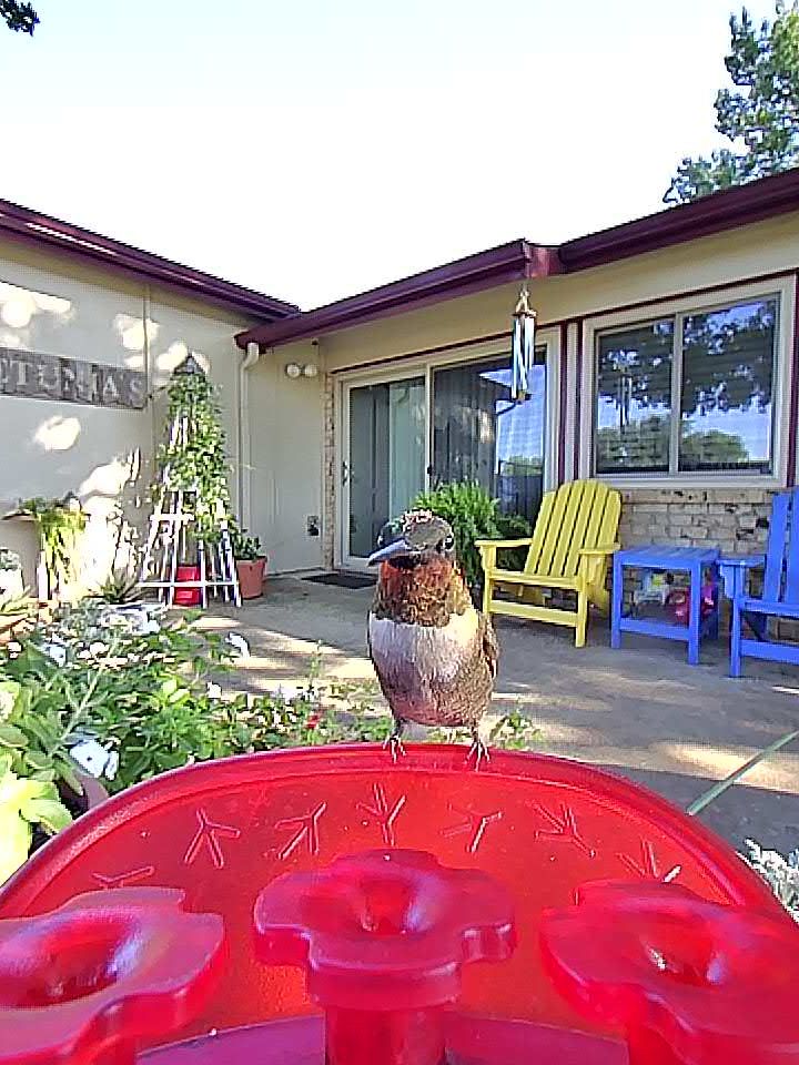 20250903-173232_613a13b57641_Ruby-Throated_Hummingbird_04_dbdfab26 1